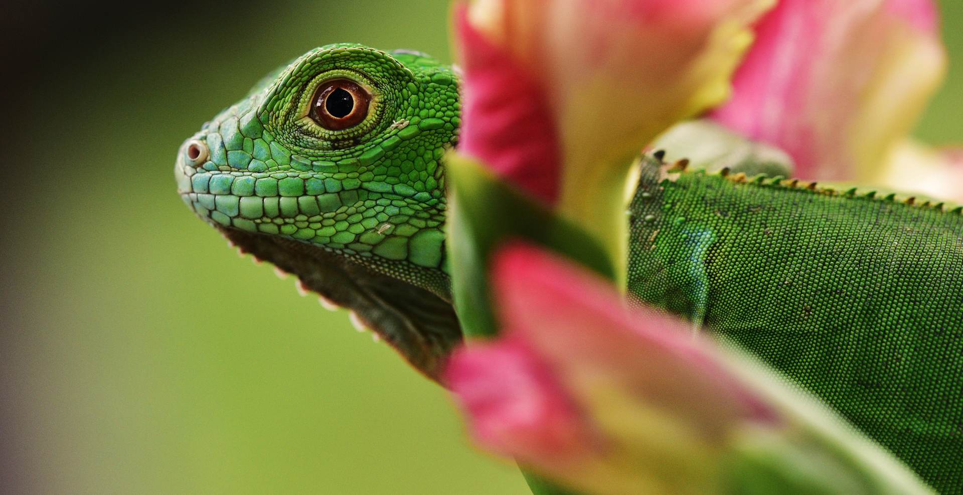 riviera maya green lizard