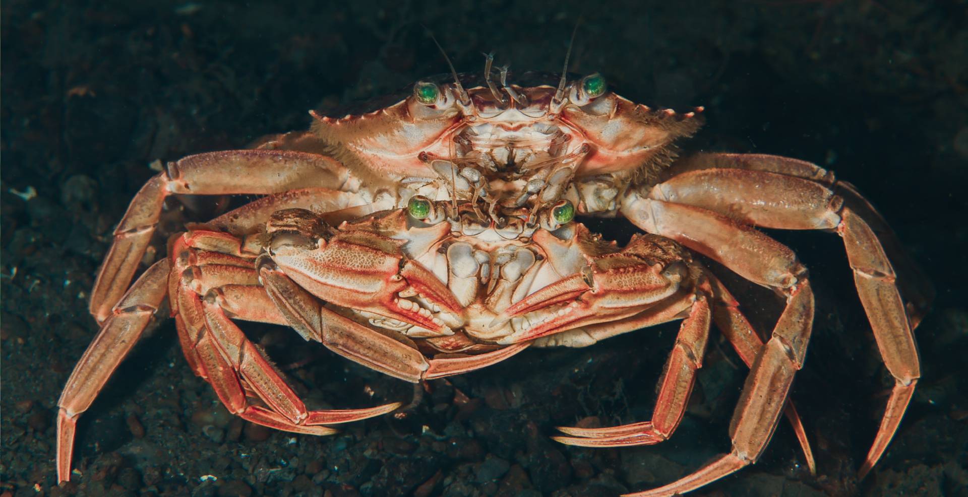 riviera maya crabs