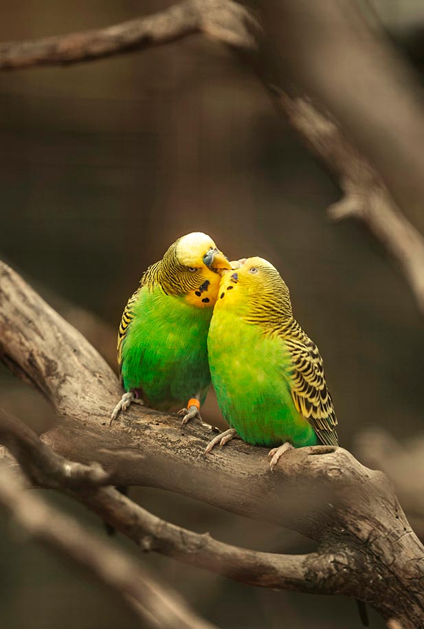 two birds sitting on branch